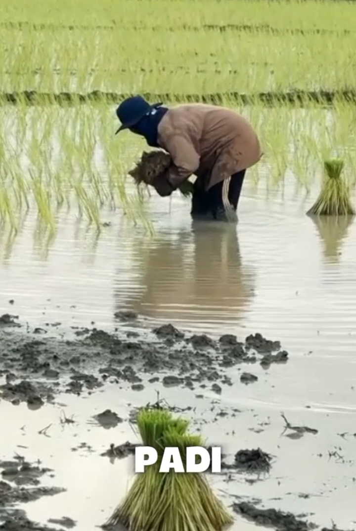 rekomendasi pupuk organik untuk membasmi hama wereng, walangsangit dan hama lainnya#corpcure #insektisida #pembasmihama #tanamanpadi #fyp 