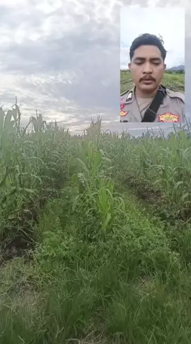 Polsek Sukadana melalui Bhabinkamtibmas Desa Simpang Tiga dan Desa Riam Berasap Jaya Brigpol Rio Permana mengecek tanaman Jagung 🌽 di Dusun Pematang Baros Desa Riam Berasap Jaya. hasilnya Sudah berbuah dan menunggu pembesaran buah. untuk mendukung Program Ketahanan Pangan Nasional  #bhabinkamtibmas #satbinmas #polreskayongutara #poldakalbar #ketahananpangan 