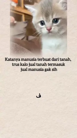 #laguarab #kucing #arabicsong 
