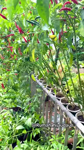 Sepertinya bener kata orang semua akan ngebon pada waktunya #berkebun #rumahhijaudaun #gardening #cabegelasrumahhijaudaun #urbanfarming 