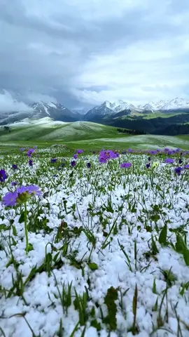 The flowers on the snow-capped mountains are pure and beautiful. Such dreamy scenes are everywhere in Xinjiang #Xinjiang