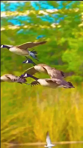 Quran pak and amazing Bird's 😍 ..... #QURAN #quran_alkarim #FYP #FORYOU #foryoupage❤️❤️ #amazingbirds😱😱 #BIRDS #allcuntrytiktokviral 