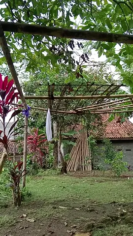 #lgi ngajemur pkaian