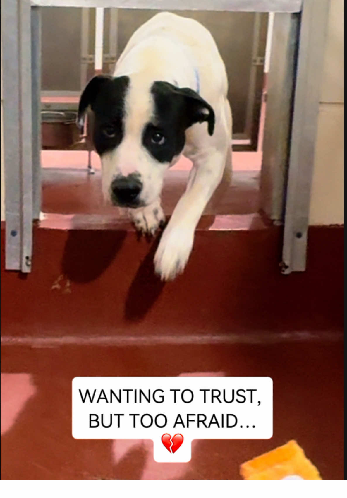 Roger is only 1 year old puppy, but he already knows what it feels like to be completely terrified. He came to the shelter as a stray, and no one ever came looking for him. 💔 Now he spends his days hiding in the back of his kennel, surrounded by nonstop barking, too scared to come forward even though his little tail shows he wants to trust. Roger doesn’t need perfect. He just needs patience, love, and someone willing to give him a chance. Will you be his safe place? … … … #sharinglove #dog #rescue #shelterdog #adoptdontshop     