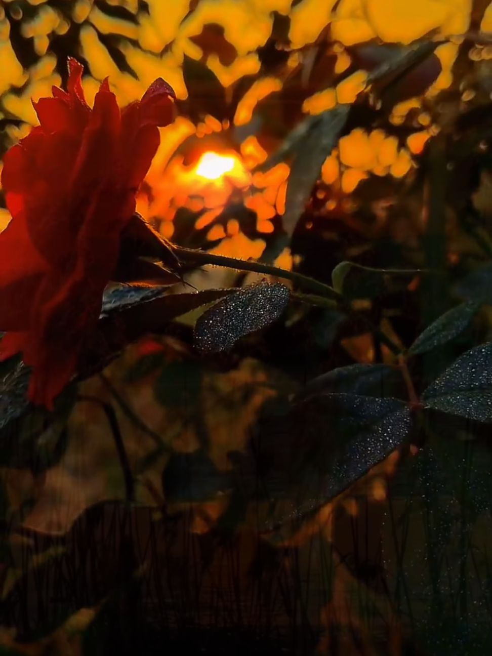 Contigo... Quiero... #contigo #ama #holamiamor #Amor 