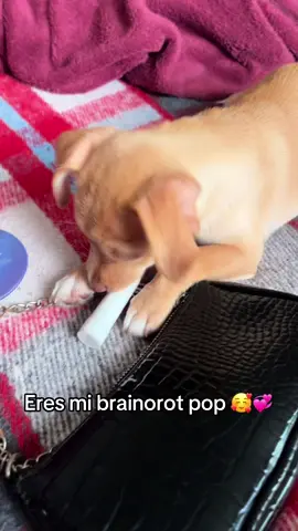Mi brainrot 🥰❤️