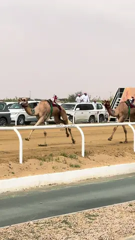 البرنس جارالله بن عقيل يخطف كاس الثنايا قعدان في مهرجان ولي العهد للهجن في الطايف #تصويري📷_تصميمي#الشعب_الصيني_ماله_حل😂😂#اكسبلورexplore#مهرجان_ولي_العهد_للهجن_الطائف  