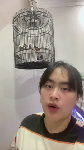 Anak baik mah kalo dipanggil sungkem wkwk ( jangan fokus sama muka🤣) #muraibatu #viral #fyppppppppppppppppppppppp #hobiburung #muraibatuindonesia 