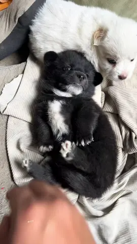 #cutedogvideo #foryoupage❤️❤️ #viralvideos