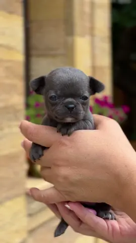 #chihuahuas #puppylove #chihuahua #puppies #puppy 