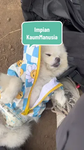 Kerjaan impian semua kaum manusia  Dengan majes @Majes Pet Store  immunity meat pack menambah asupan raja melet semakin kuat.. . . . . #pomeranian #dogsoftiktok #pom #anjinggunung #pendaki 