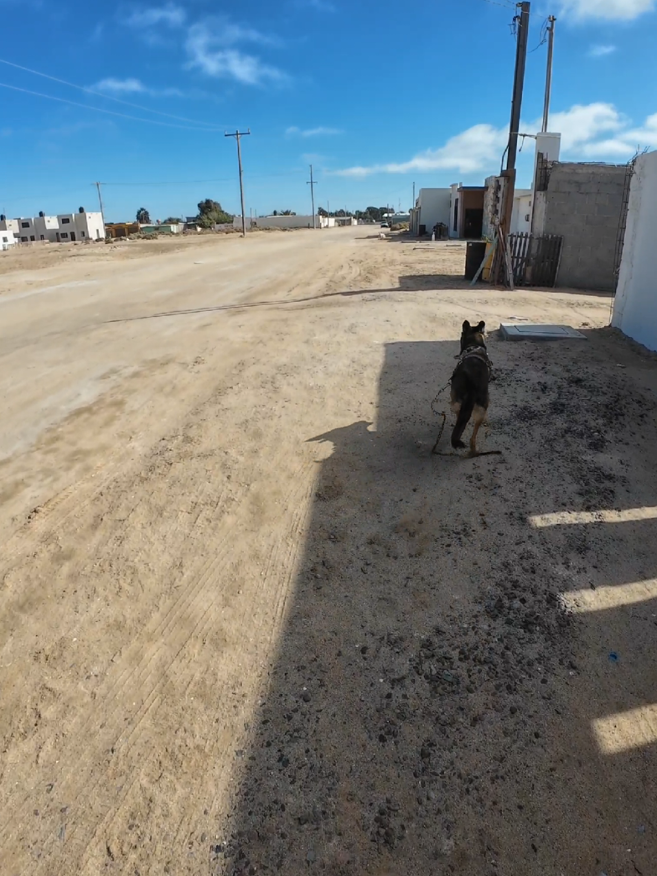 Se me escapo el perro y aveces es un pedote para atraparlo! #pastorbelgamalinois #perros #divertido #funny #fyp 