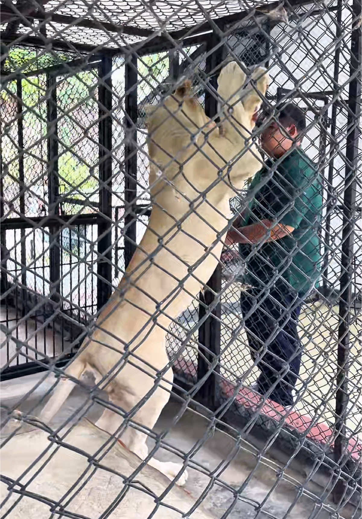 เด็กติดพี่เลี้ยงฮะ🥰 มาเล่นกันเถอะๆ🤭✨ #tigertopiazoo #ไทเกอร์โทเปีย #สวนสัตว์tiktok #animals #lion 