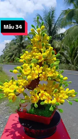 Hoa mai kẽm nhung Gốc mẫu 34 #gocbonsaimaidaogia  #gocbonsai  #kemnhung  #hoamai 