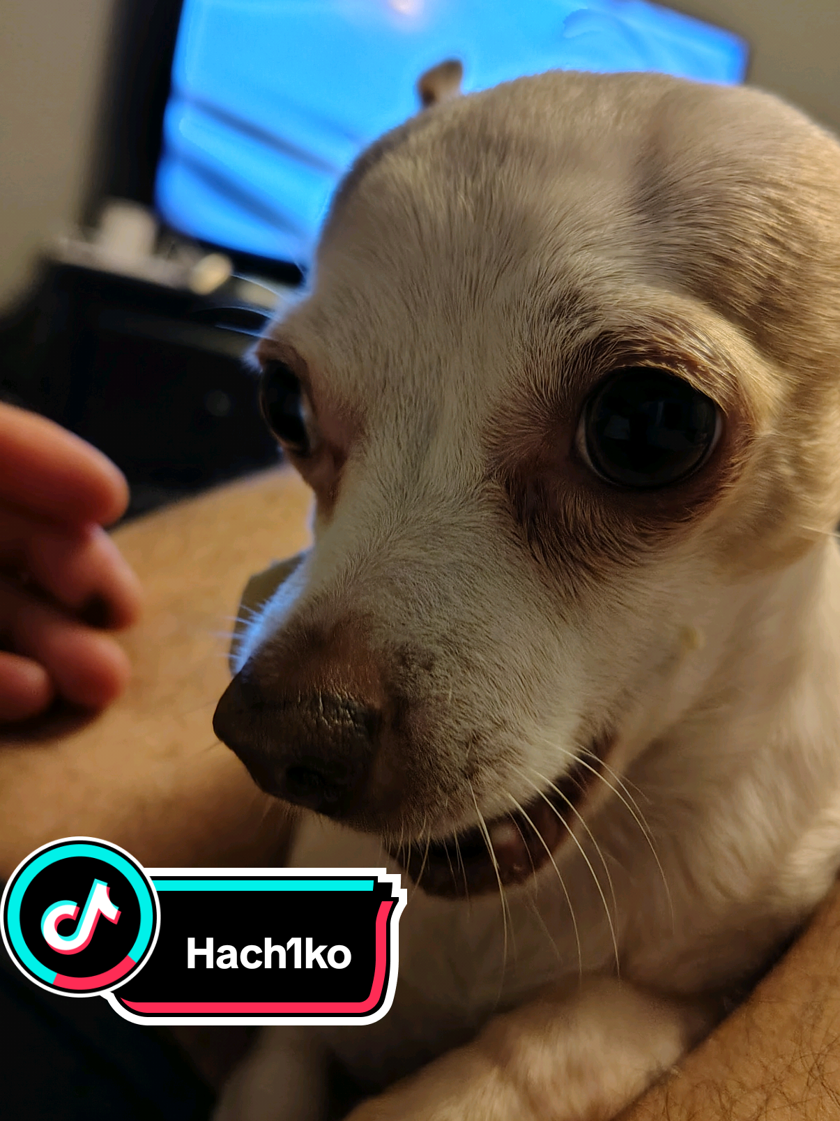 Snack time 🐶 Idk about you but seeing my chihuahua having their little snack brings me a lot of Peace into my heart ❤️#SnackTime #fyppppppppppppppppppppppp #chiuhuahuasoftiktok #parishilton 