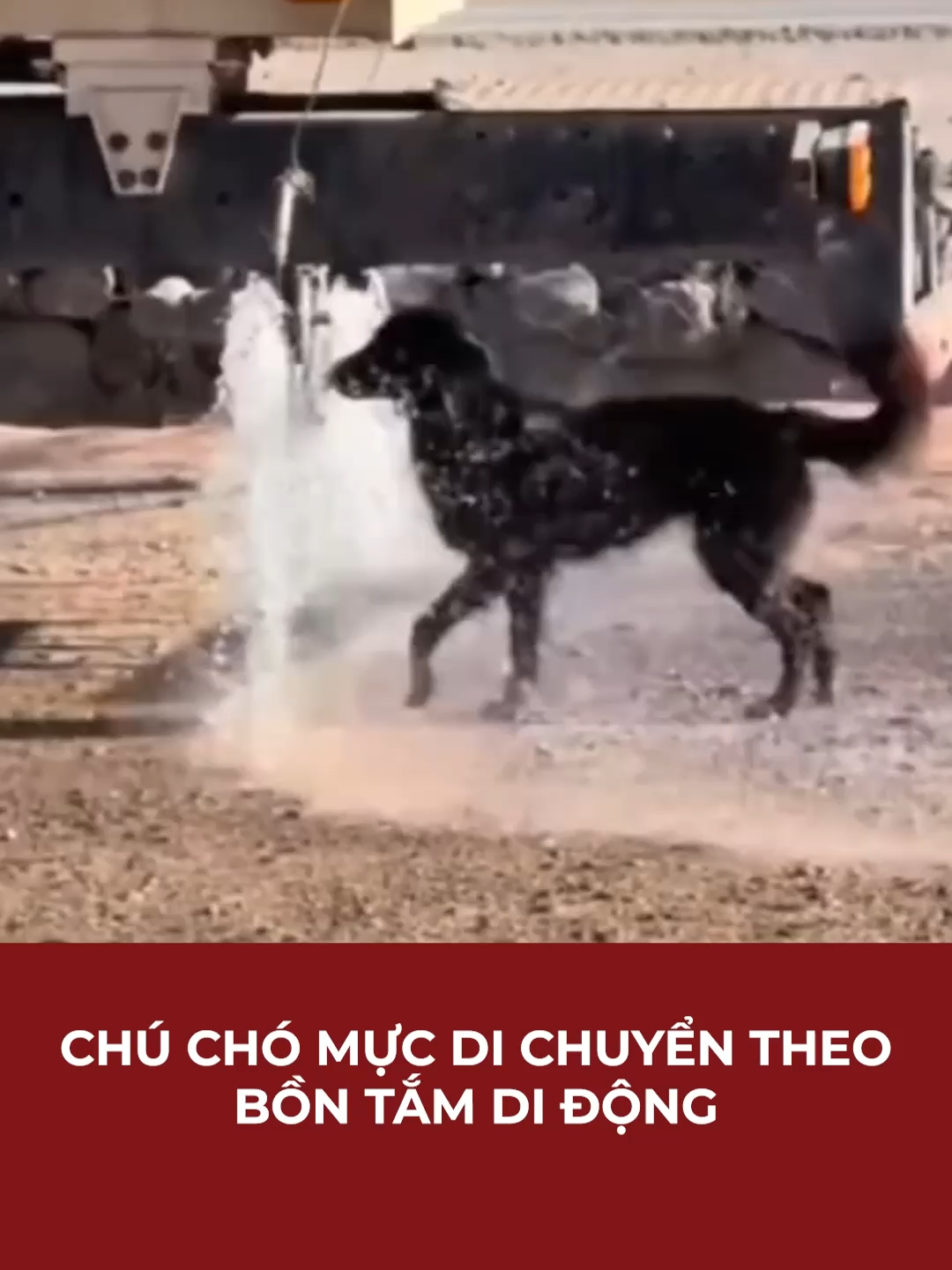 CHÚ CHÓ MỰC DI CHUYỂN THEO BỒN TẮM DI ĐỘNG | Mekong Daily #cliphaihuoc #nuocgiat #nuocgiatxa #nuocgiatxamaxkleen #mekongdaily