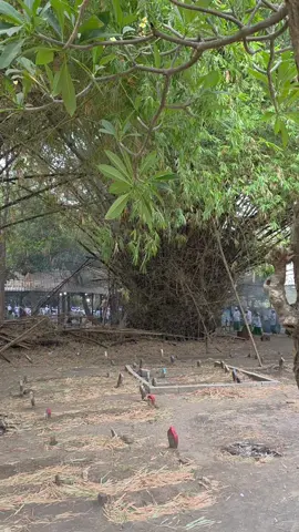 mencarilah ilmu sampai ke negri jiran .. santri saat mencari ilmu semoga barokah ilmunya🤲. #barokah #masyayih  #sidogirian  #viraltiktok #fpyyyyyyyyyyyyyyyyyyyyyyyyy 