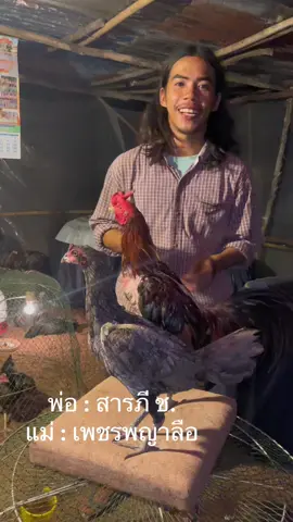 กำลังบรีดออกมา ฝากติดตามพวกเราด้วยครับ ❤️🐣 #กะปิฟาร์ม #ไก่ #ไก่ชน #ไก่เชิงพัฒนา #อุดรธานี 
