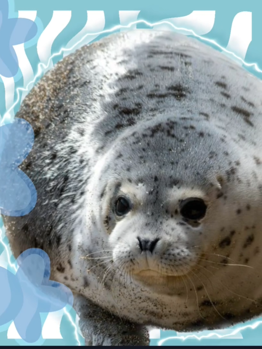 Seals 🦭🩵  first version@⋆YᴏᴏJᴇɴ⋆  According to me, the lyrics are now correct. I hope so. #seal  #focas #otsukaresummer  #animationmeme  #alightmotion 