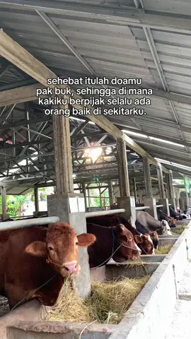 #bismillahfyp #fyp #cilacap24jam #cilacapviral #peternaksapiindonesia #juragansapi #fypdonggggggg 