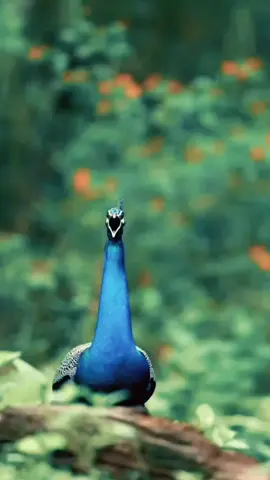 ✨ “Burung Merak, sang raja panggung alam. Ketika ekornya terbentang, dunia seakan dipenuhi ribuan mata yang berkilau bagai permata surga. Setiap kepak sayapnya adalah tarian keanggunan, setiap warna adalah lukisan kebesaran Sang Pencipta. Merak bukan sekadar burung, ia adalah simbol keindahan, kebanggaan, dan kemegahan alam raya.” 🦚🌿 #subhanallah❤️ #merak #burungmerak #keindahanalam #fyppppppppppppppppppppppp #foryoupage 