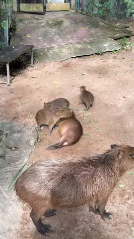 กิง ก่อง แก้ง ไม่ค่อยซนเท่าไหร่ #capybara 