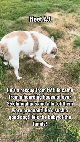 #rescuedog #rescueanimals #hoarders #chihuahua #rescue 