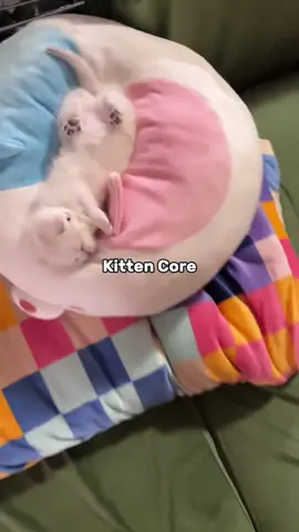Part 76 | Carrs  #catsoftiktok #kitten #Usa #Fyp #Fy 