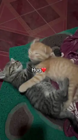 ❤️#kucinglucu #kucingtiktok #kucing #cat #fyppppppppppppppppppppppp 