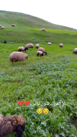 #راعي🔥🦅 #الغنم🐏 #الزعيم🔥👑 #الشيخ👑🦅 #مشاالله_تبارك_الله_اذكروالله❤ #متابعه_ولايك_واكسبلور_فضلا_ليس_امر #