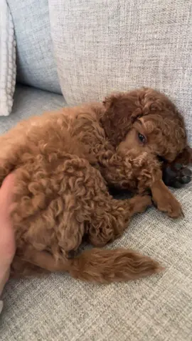 Pieni pallero🤎  #villakoira #suomitiktok 