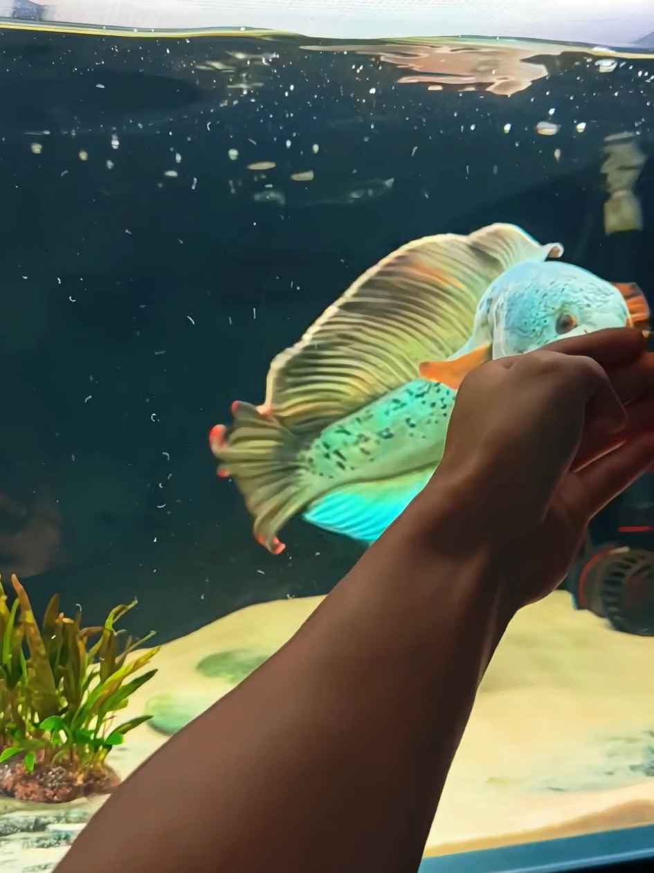 Ikan makin jumbo, dompet makin tipis… seimbang kan? 🤣 #hoby #ikanhias #aquarium #aquascape #fishtank #filteraquarium #channa #snakehead #predatorfish #ikanpredator #channabarca 