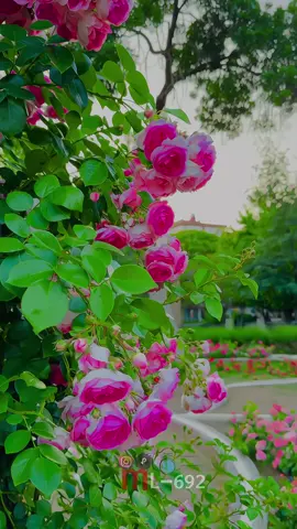 #عباراتكم_الفخمه📿📌 #قونيا_تركيا #قونيا_علاءالدين #تابعوني_انستا_ml_692🥀 #تصويري📷قونية 