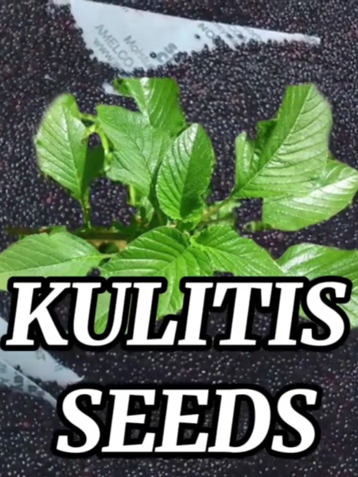 Click the yellow basket and buy your seeds now!!! Level up ang garden mo with kulitis seeds! Madali lang itanim at mabilis anihin, kaya lagi kang may healthy and fresh veggies right at home. Tipid na, sure fresh pa. Start your homegrown journey today, order na. We ship parcel daily po! 🌱   #dailyseedsonlineshops #dailyseed #fypppppppppppppp