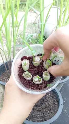 tips menanam serei.  #tipsberkebun  #tipsberkebun  #indonesia🇮🇩  #petaniindonesia🇮🇩🇮🇩🇮🇩🌿🌿 