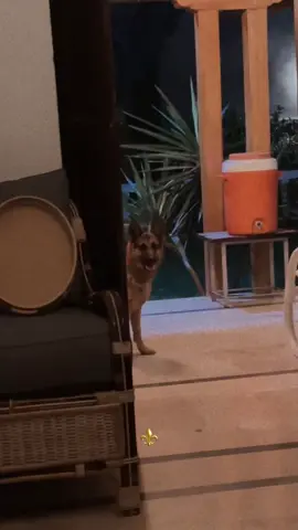 Shok to Hama both Sara ha ⚜️🗿