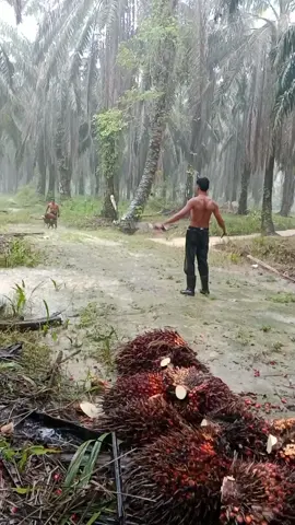 pilot sawit🌴 🤣