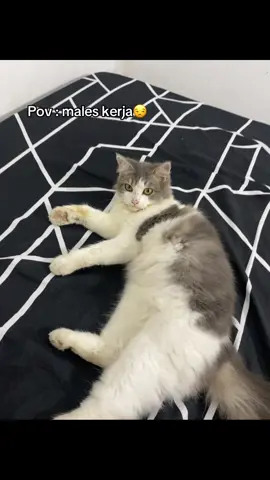 Dahlah emag di majikanya kok 😒 #fypage #lewatberanda #cats #kucing  