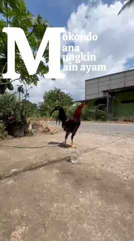 aym jlk ji#trend #xyzbca #ayamfilipin🇵🇭 #peternakmuda 