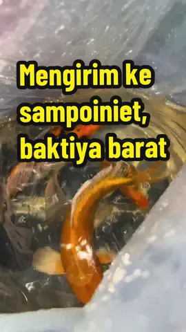 Guyss yg maus samaan langsung japri kita😍 #fyppp #ikankoi #koifish #gurame #bawal 