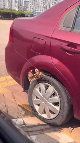 車から出られないんですけどー！ #ハチ #蜂　#車