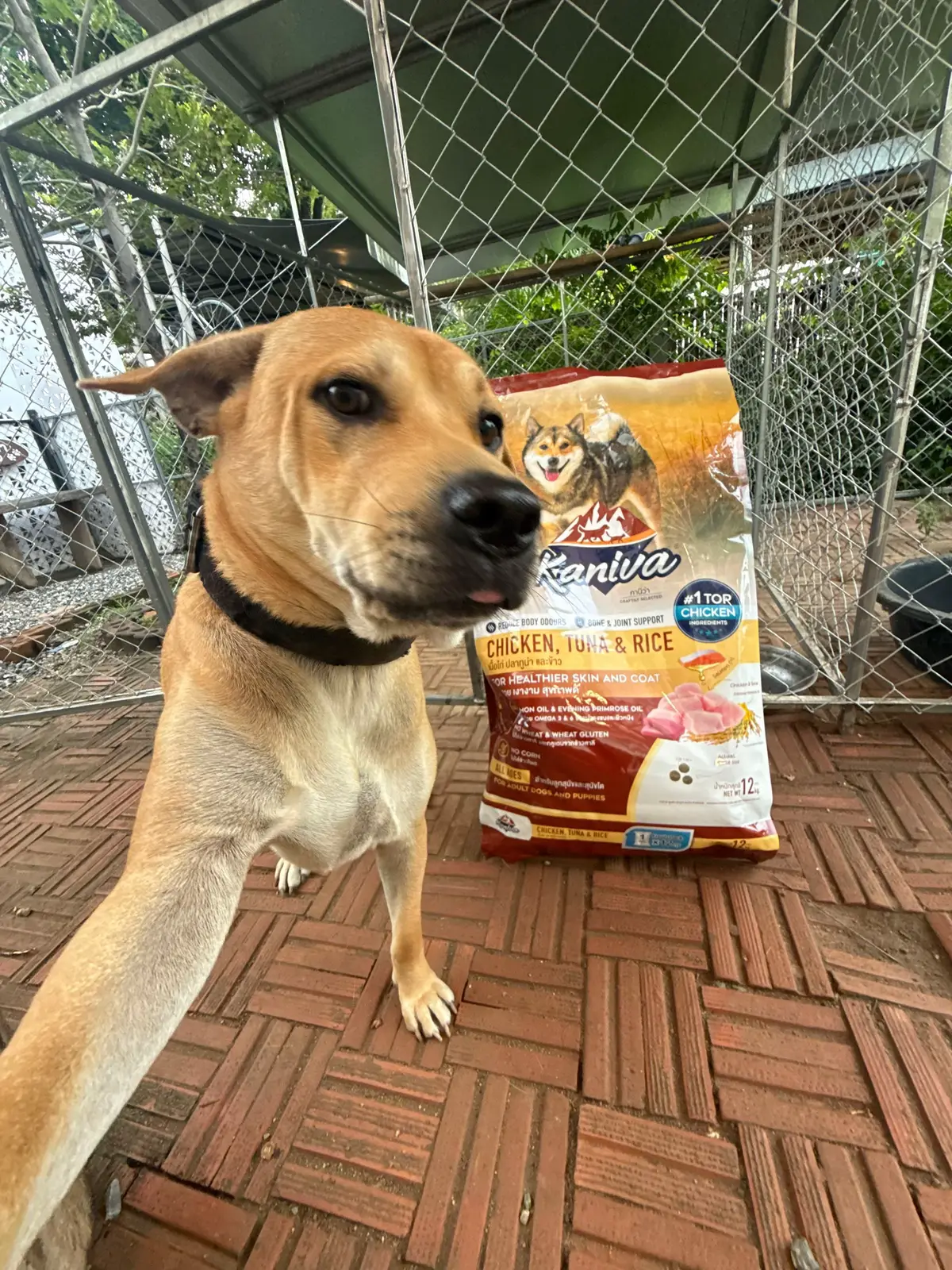 #แวะเดี๊ยวดูเหนียวมืดหม่น #kaniva #โมโม่หมาบ้านมีม 