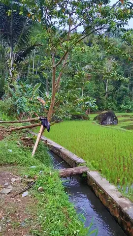 ti'is cepil herang soca #lemburkuring 