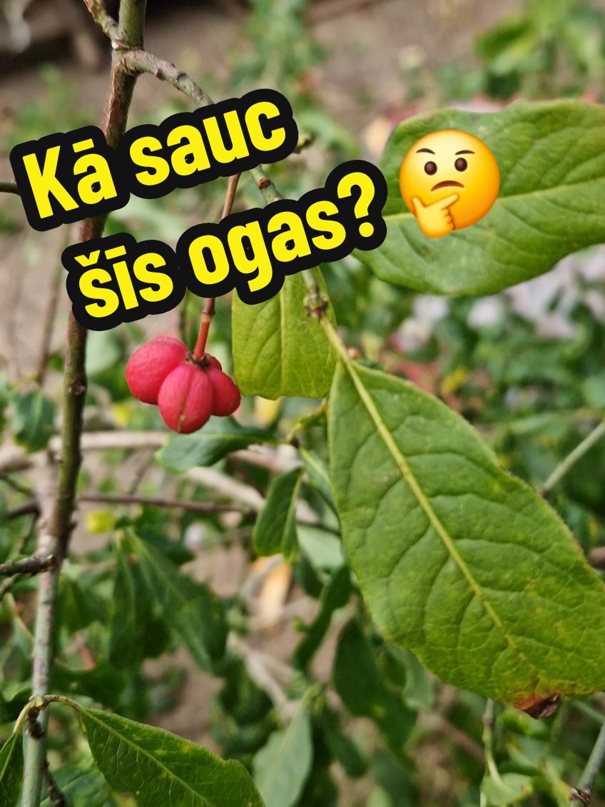 Ja kāds zin - met komentārā! 👋🔥 #HeinoLV #nature #saulkrasti #latvia #fyp #fish 