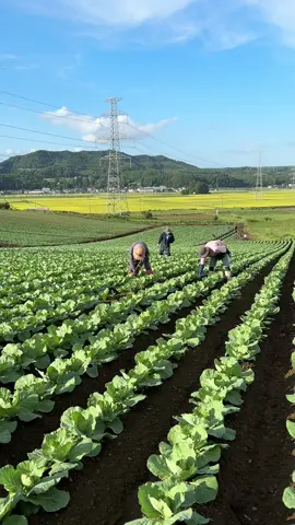 Hôm nay ra vườn nhổ cỏ 🌱, nhìn mấy luống bắp cải mà vui quá 😊. Ngày mới trồng còn bé xíu, nắng lên là héo rũ ☀️🥀, tưởng chẳng sống nổi. Vậy mà giờ cây đã xanh mướt 🍃, bắt đầu cuộn bắp rồi 🥬. Chăm thêm chút nữa, chắc tầm 20–25 ngày nữa là được thu hoạch thôi #thanhtute #cuocsongnhatban #nongnghiepnhatban #tts #bapcai 