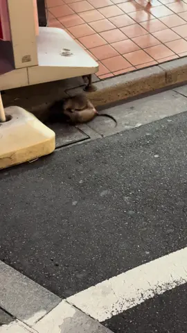 セブン前抗争 #ねずみの日常 #おすすめ  #fyp 