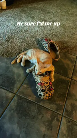 My boy is corrupt 🫶🏼 @stewsharkshrimpseaweed #sabrinacarpenter #catsoftiktok #mansbestfriend🐶 #orangecatsoftiktok #fyp 