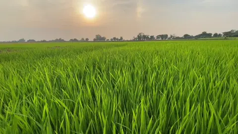 #ទេសភាពស្រុកស្រែ🌾🌿💗 #កូនអ្នកស្រែ👩🏻‍🌾❤️ #ស្រុកពាមជរផ្ទះខ្ញុំ🏡👩🏻‍🌾 