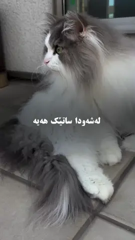 🥺🤍#run4ky #catlover 