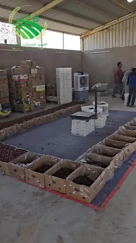 جودة التمور تبدأ من هنا! تعرف علي مكينة تلميع التمور  #تلميع_التمور  #جودة_التمور  #مهندس_محمد_سالم_فليفل 